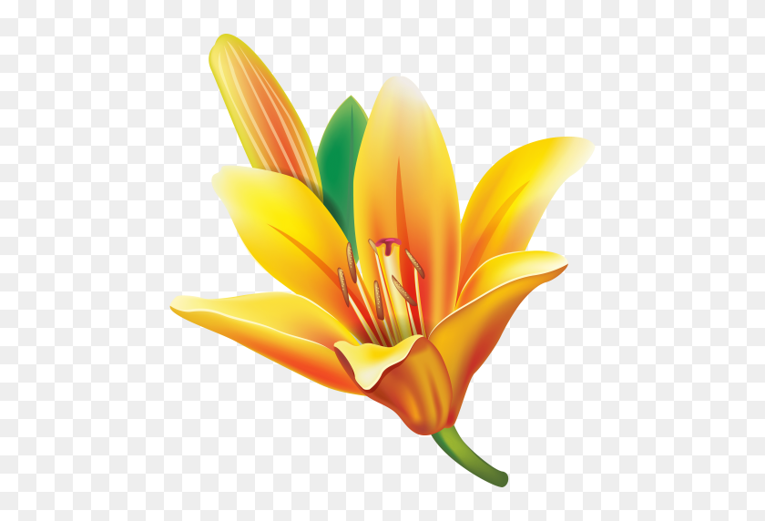 480x512 Yellow Lily Flower Png - Yellow Flower PNG