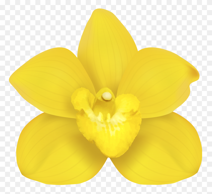 8000x7270 Желтая Орхидея Png Клип - Орхидеи Клипарт