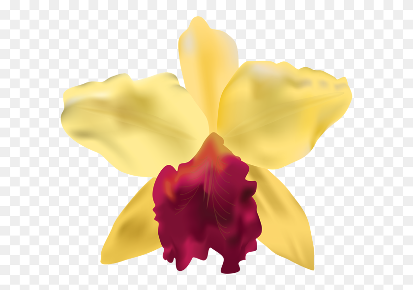 600x531 Желтая Орхидея Png Картинки - Орхидеи Клипарт