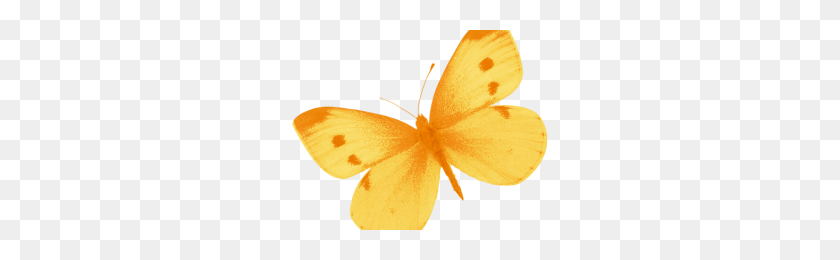 300x200 Желтая Бабочка Png Изображения