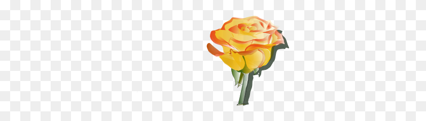 300x179 Желтая Роза Клипарт - Желтая Роза Png