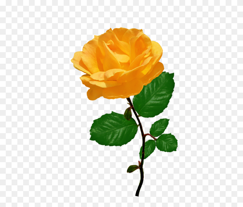Yellow Rose Clipart Clipart Bay