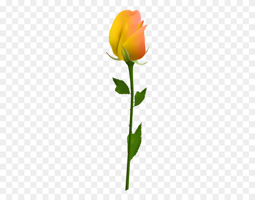 156x600 Желтые Розы Клипарт Изображения Цветов Желтые Розы - Желтые Розы Png
