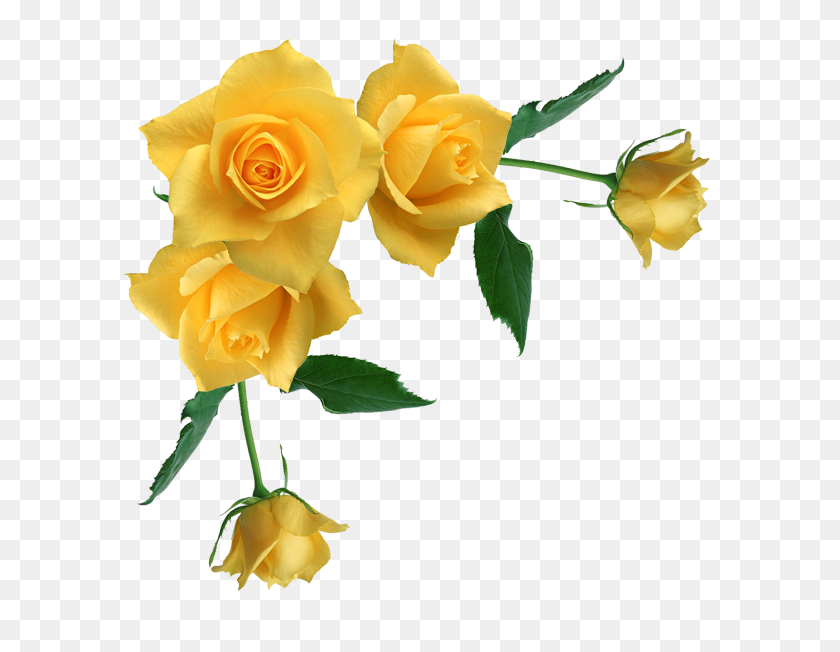 629x592 Yellow Rose Clipart Stem Drawing - Rose Drawing PNG