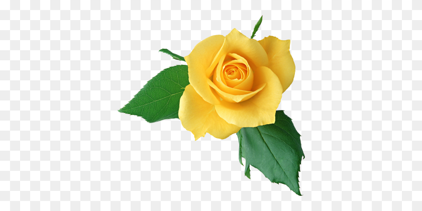 374x360 Yellow Rose Flowers - Rose Flower PNG