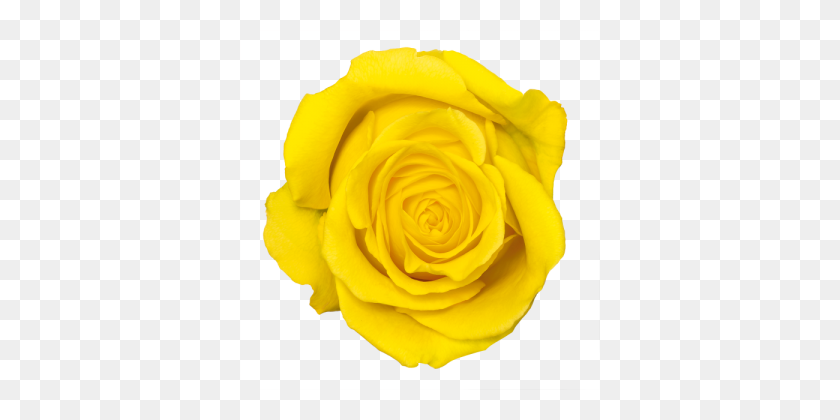 360x360 Flores De Rosa Amarilla - Rosa Amarilla Png
