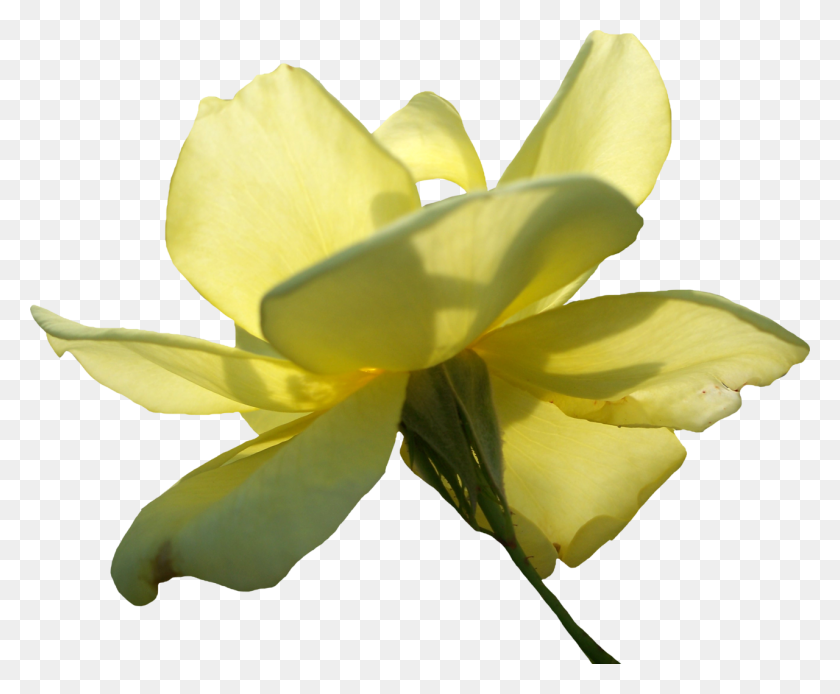 1280x1041 Желтая Роза Png - Желтая Роза Png