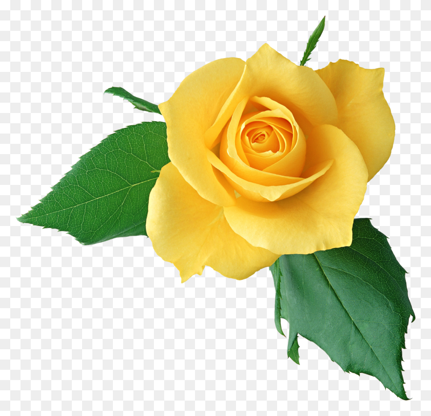 2094x2014 Yellow Rose Png Clipart - Rose Petals PNG