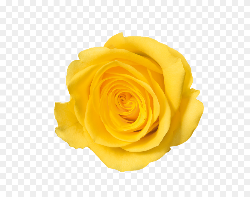 600x600 Png Желтая Роза
