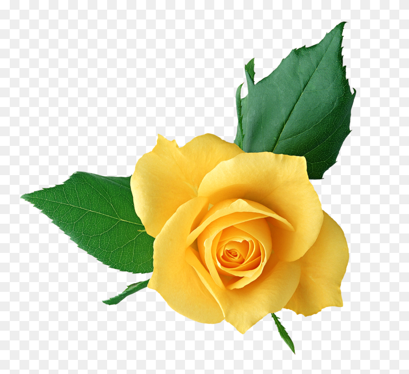 1268x1153 Png Желтая Роза