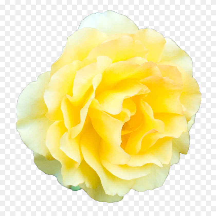 894x894 Yellow Rose Transparent Background - Yellow Background PNG