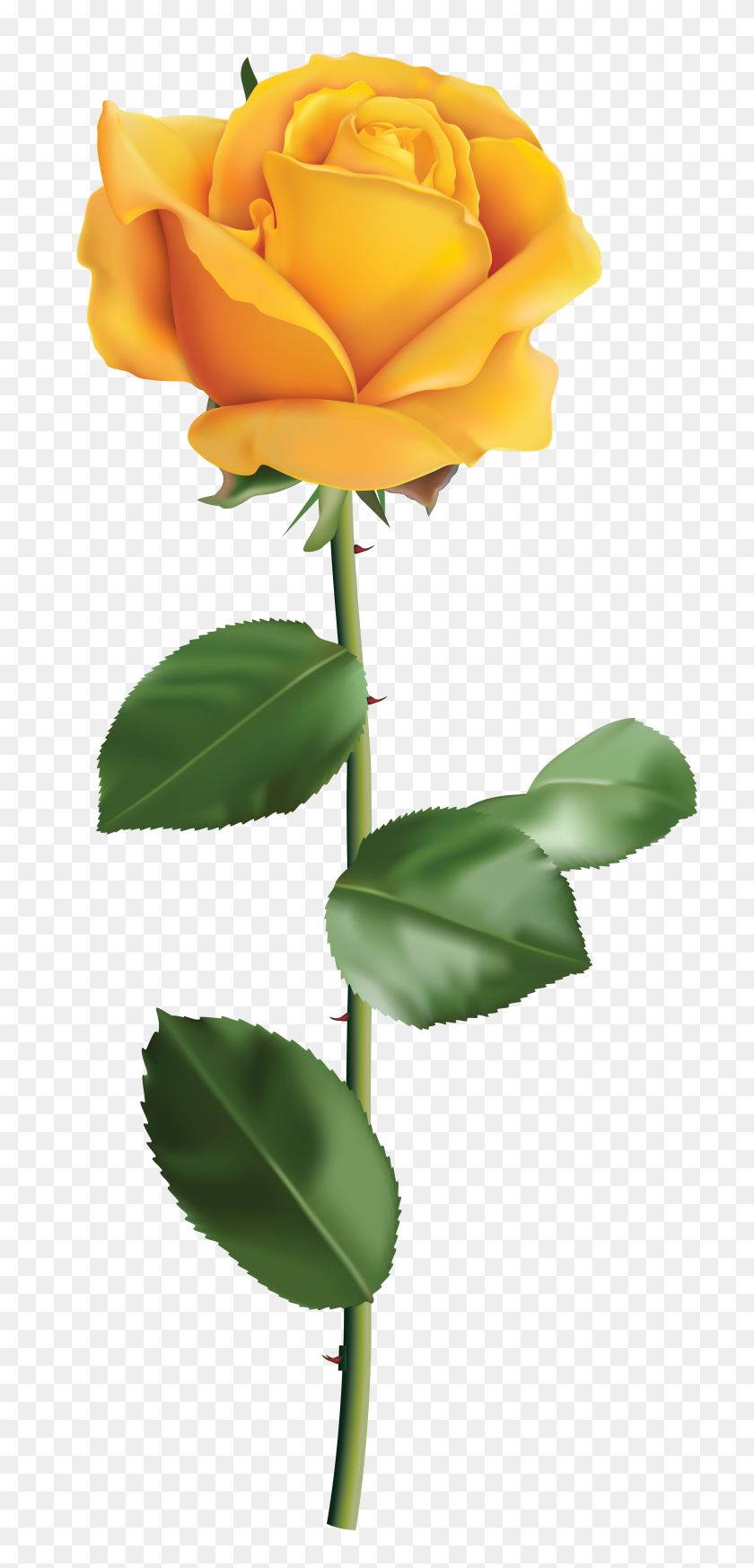 3702x8000 Yellow Rose Transparent Png Clip Art - Yellow Flower Clipart