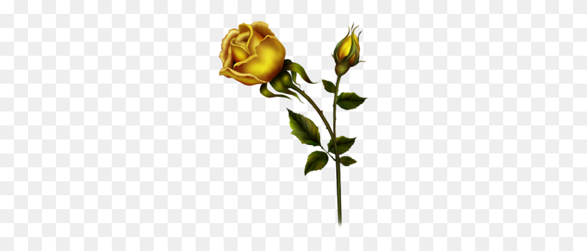 214x300 Yellow Roses Clip Art Yellow Rose With Bud Png Clipart Kedvenceim - Bud Clipart
