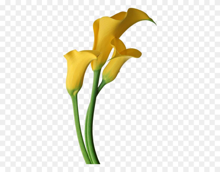 356x600 Amarillo Transparente Alcatraces Flores Imagen Prediseñada Para Usar - Calla Lily Png