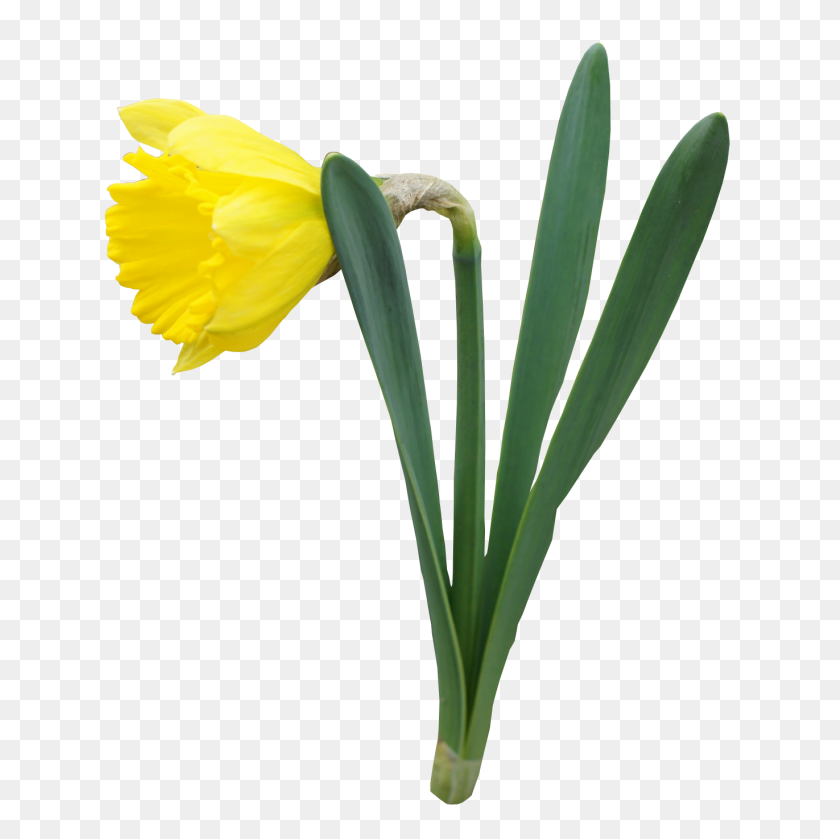 648x779 Yellow Transparent Daffodil Flower Png Gallery - Daffodil PNG