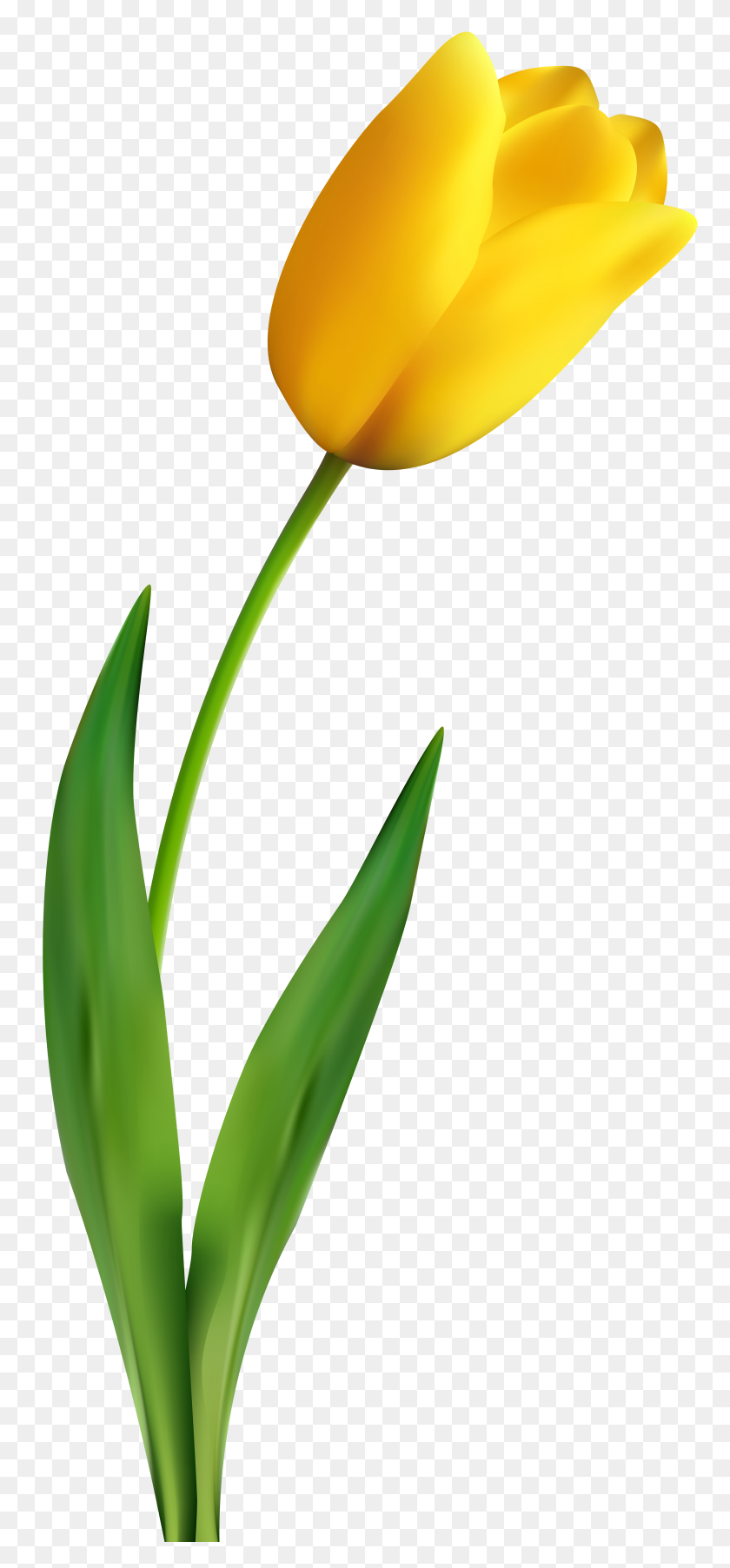 3574x8000 Yellow Tulip Transparent Clip Art - Tulip Images Clip Art