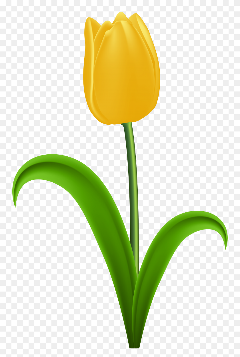 5248x8000 Yellow Tulip Transparent Png Clip - Tulip Clipart