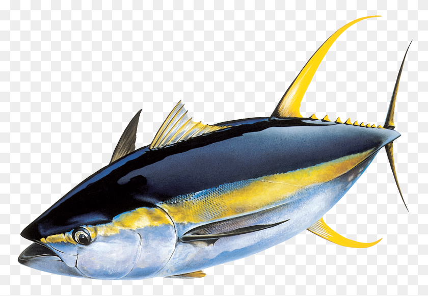1681x1123 Yellowfin Tuna - Tuna PNG