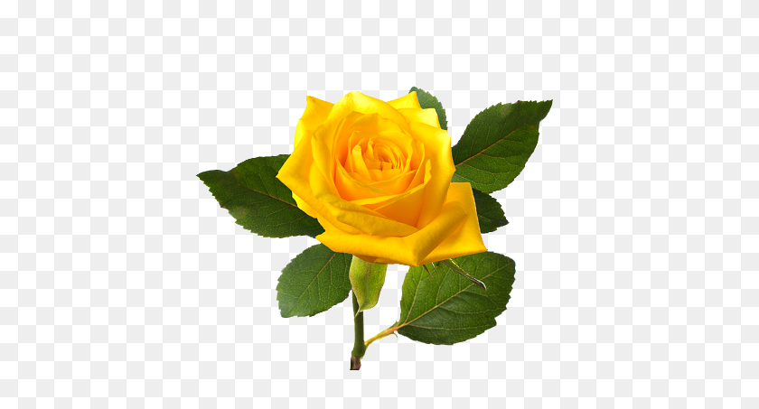 438x393 Yellw Rose Png Transparent Images Free Gallery - Yellow Flower PNG