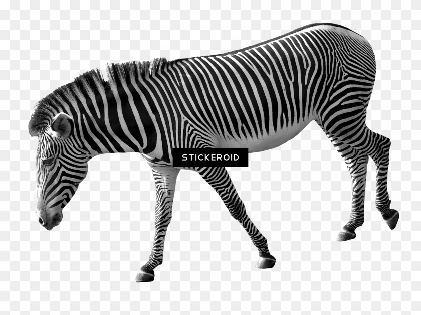 1864x1359 Zebra - Zebra PNG