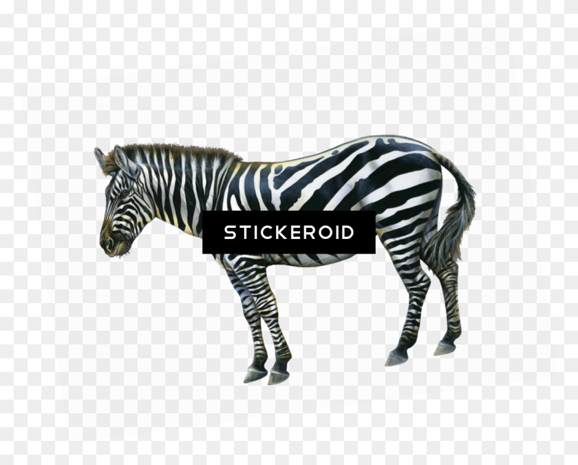 1116x881 Zebra - Zebra PNG