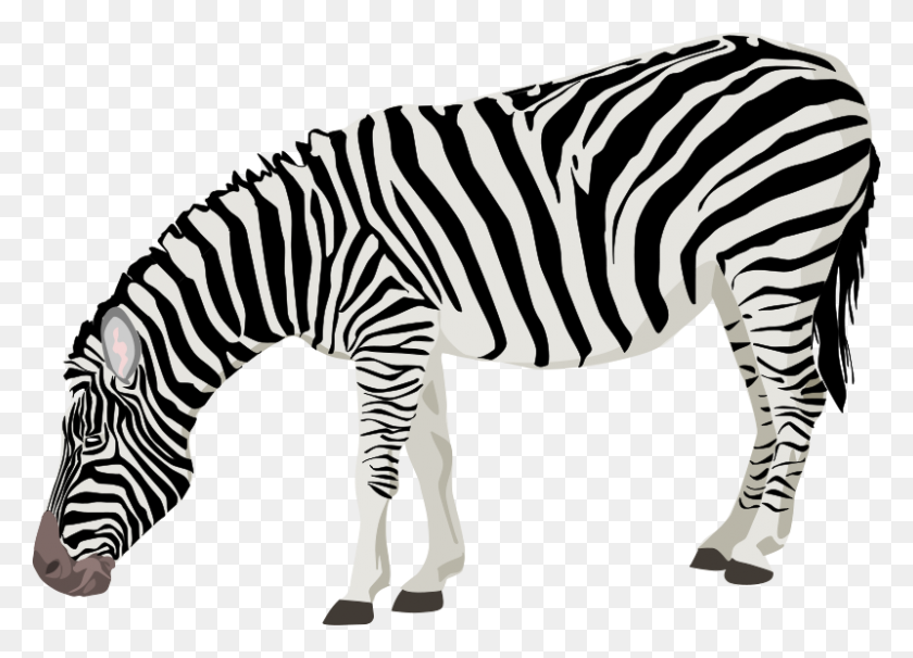 800x561 Zebra Clip Art Black And White - Black And White Zebra Clipart