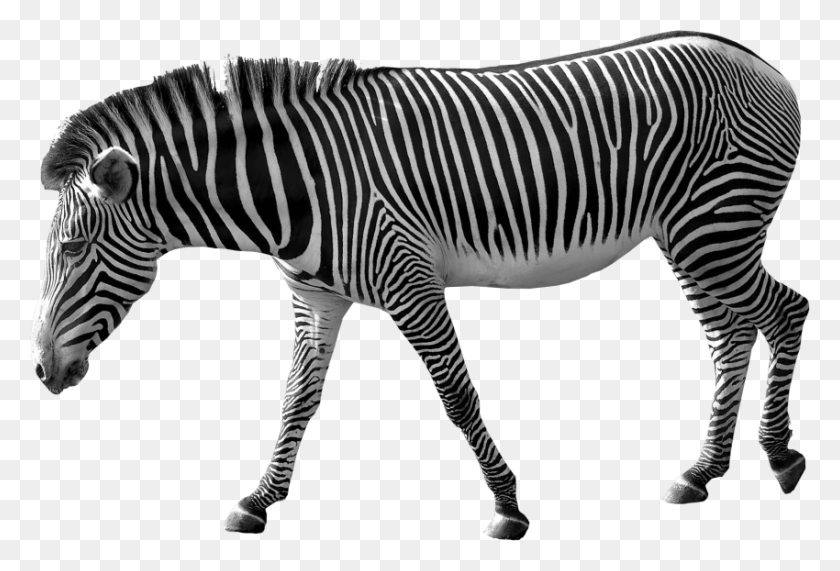 850x557 Zebra Free Png Png - Zebra PNG