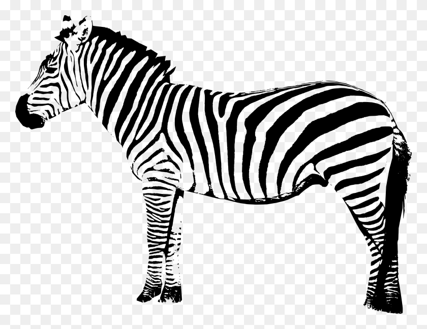 2848x2149 Zebra Nevit - Zebra PNG