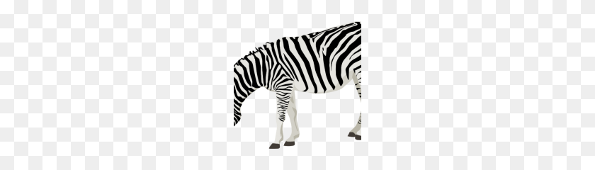 180x180 Zebra Png Clipart - Zebra PNG