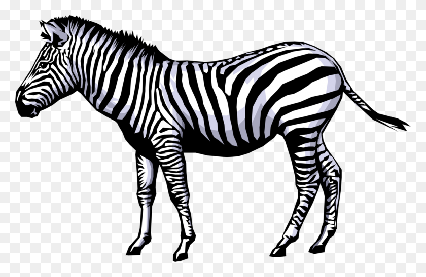 1119x700 Zebra Png Hd Transparent Zebra Hd Images - African PNG