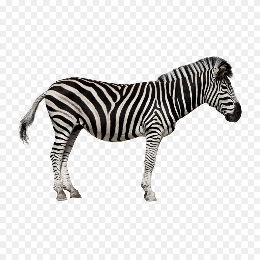 1500x1500 Zebra Png Image Hd - Zebra PNG
