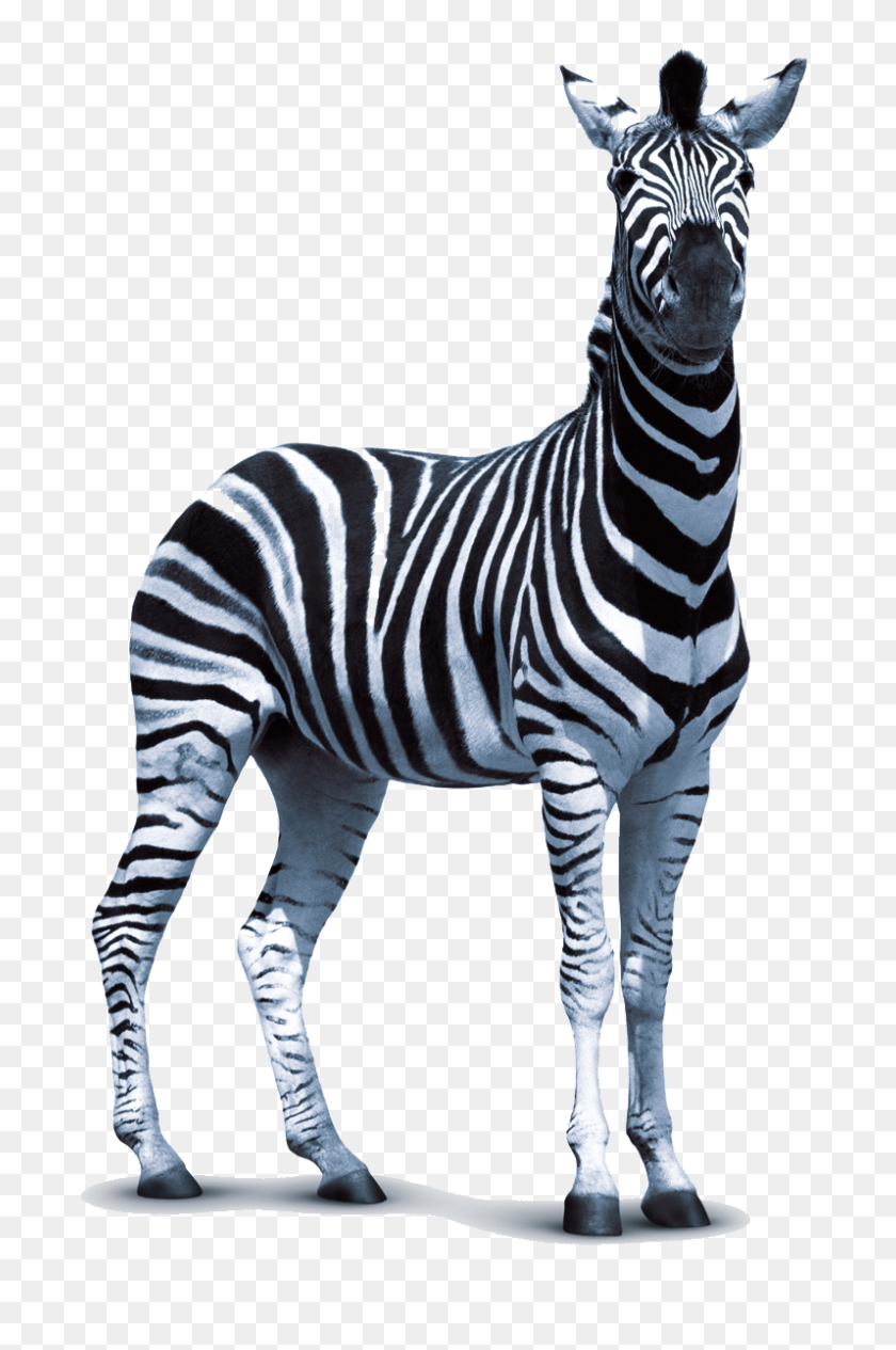 797x1232 Zebra Png Images Transparent Free Download - Zebra PNG
