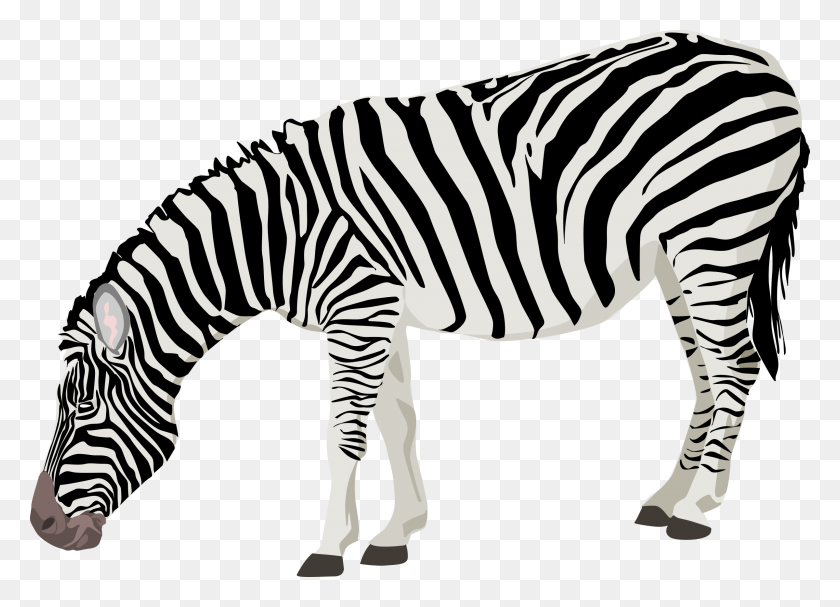 2400x1686 Zebra Png Transparent Free Images Png Only - Zebra PNG