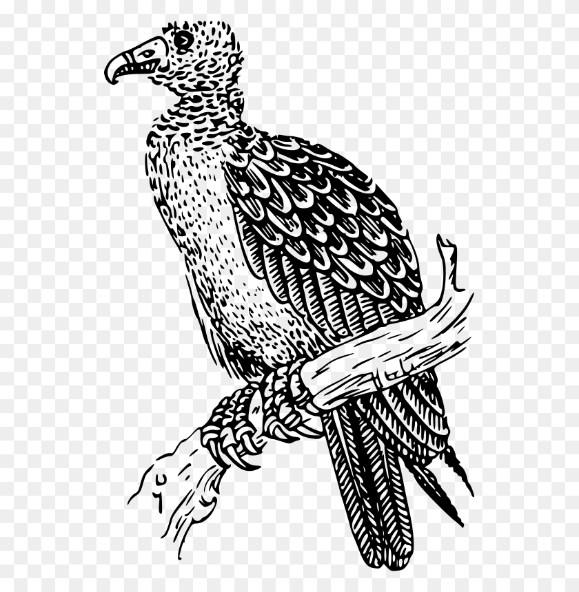 537x800 Zoology Free Stock Clipart - Peregrine Falcon Clipart