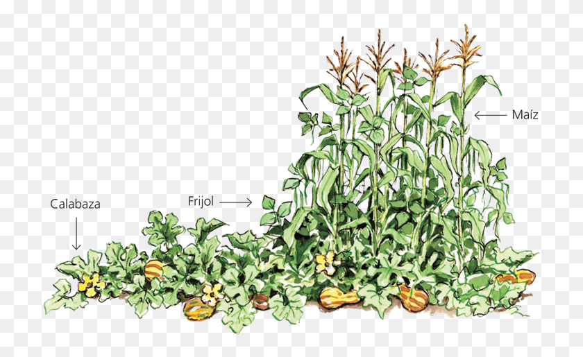 720x455 01 07 First Nation Three Sisters, Plant, Potted Plant, Vase HD PNG Download