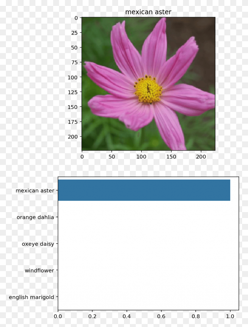 853x1149 01 Marguerite Daisy, Plant, Flower, Daisies HD PNG Download