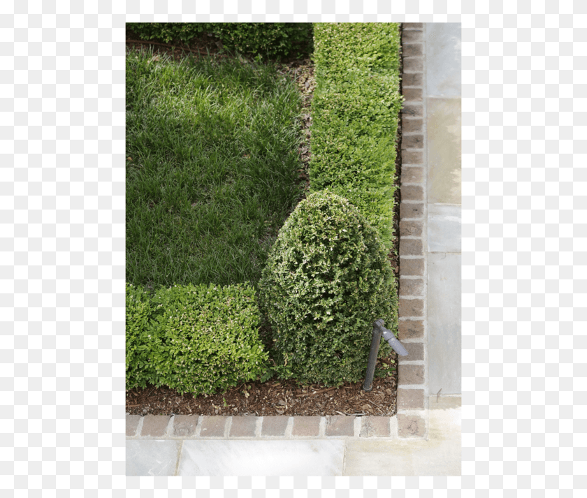 483x653 0280 Copy, Hedge, Plant, Fence HD PNG Download