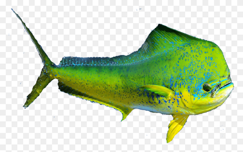 1016x607 09, Pescado, Animal, Atún Hd Png