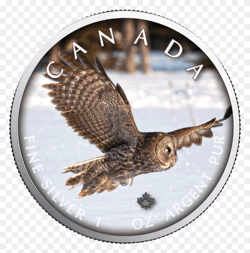 973x988 1 Канадский Золотой Кленовый Лист, Сова, Птица, Животное Hd Png Скачать