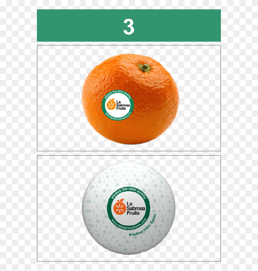 600x822 1 Tangerine, Orange, Citrus Fruit, Fruit HD PNG Download