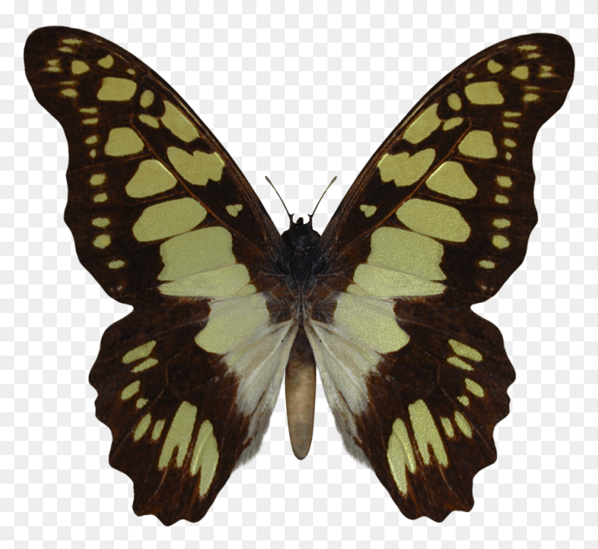 954x872 1006x888 146696357017703 Speckled Wood Butterfly, Moth, Insect, Invertebrate HD PNG Download