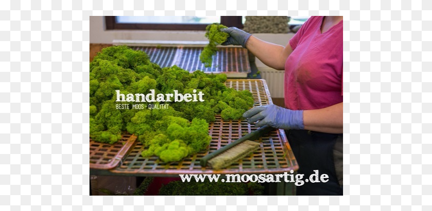 494x351 11 Moss, Plant, Person, Human HD PNG Download