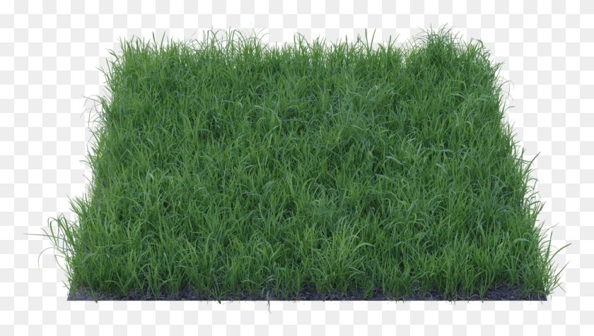 1257x671 1289679 Lawn, Grass, Plant, Vegetation HD PNG Download