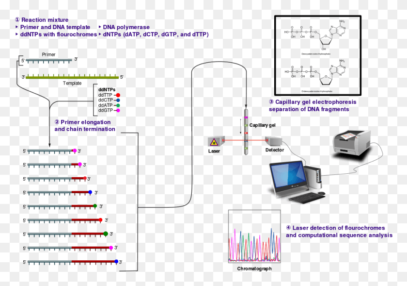 991x673 1500239216 26 11 Sanger Sequencing Sanger Sequencing Of Insulin, Laptop, Pc, Computer HD PNG Download
