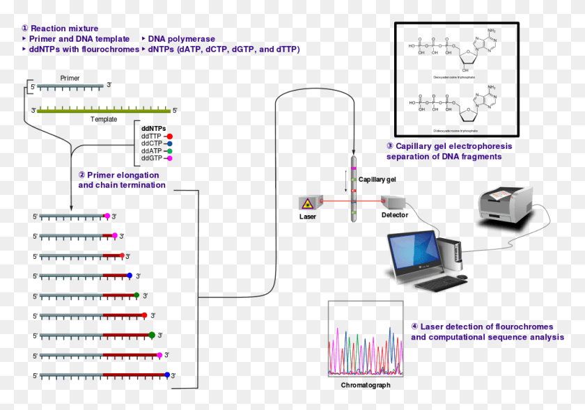 991x673 Descargar Png / Secuenciación De Sanger Png