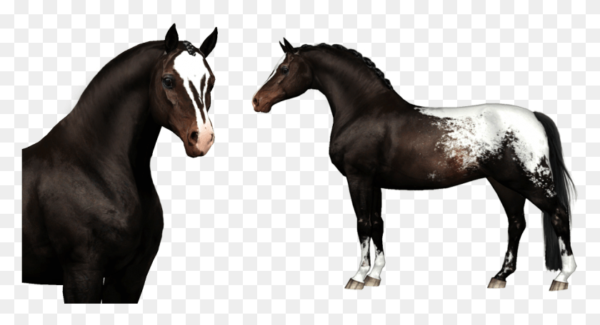 1195x608 1512437724430 Bling It On Profile Stallion, Horse, Mammal, Animal HD PNG Download