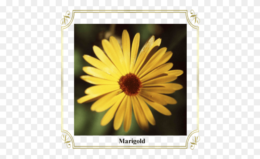 454x453 1704554 Marigold Flower, Plant, Daisy, Daisies HD PNG Download