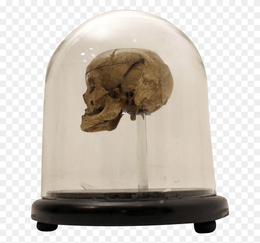 641x723 18th Century Human Skull In A Victorian Glass Dome Skull, Soil, Archaeology, Helmet HD PNG Download