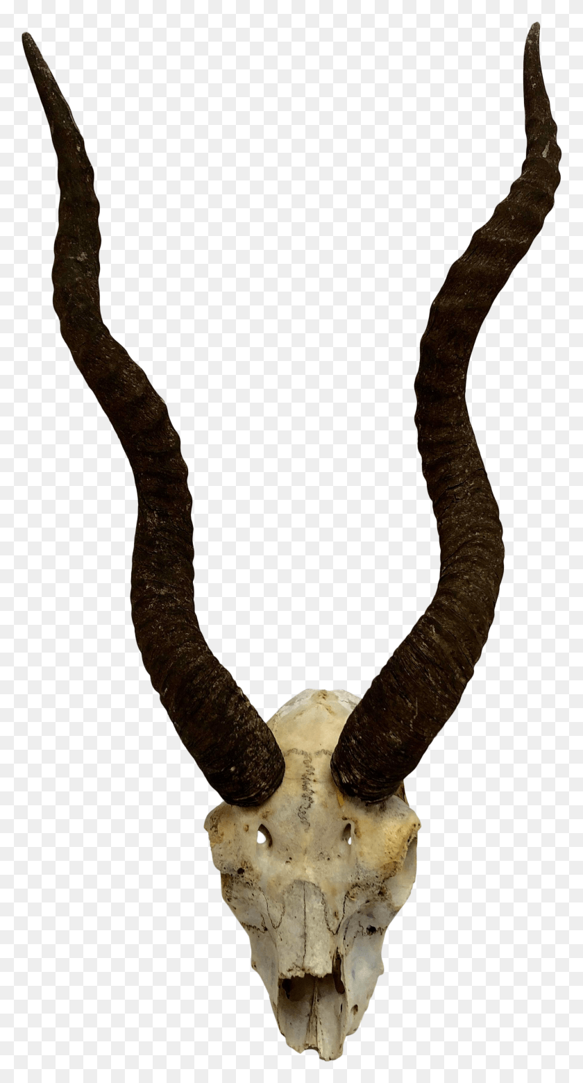 1812x3486 1950s Natural Antelope Antlers With Partial Skull Skull, Snake, Reptile, Animal HD PNG Download