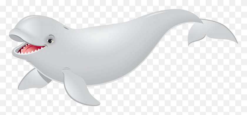 2213x938 1st 3rd Grade Beluga Whale, Sea Life, Animal, Mammal HD PNG Download